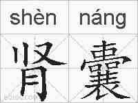 肾囊的拼音