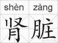 肾脏的拼音