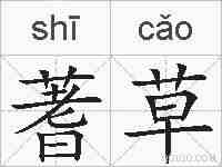 蓍草的拼音