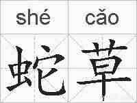 蛇草的拼音
