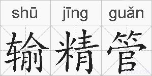 输精管的拼音