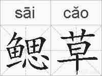 鳃草的拼音