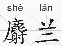 麝兰的拼音