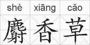 麝香草的拼音