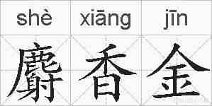 麝香金的拼音
