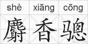 麝香骢的拼音