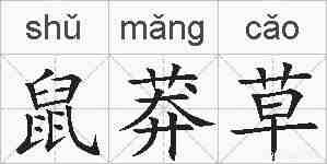 鼠莽草的拼音
