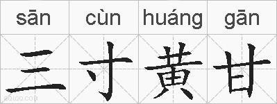 三寸黄甘的拼音