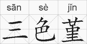 三色堇的拼音