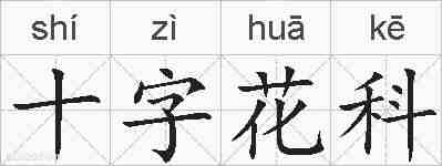 十字花科的拼音