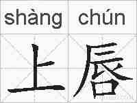 上唇的拼音