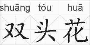 双头花的拼音