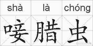 唼腊虫的拼音