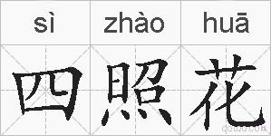 四照花的拼音