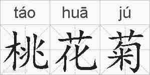 桃花菊的拼音