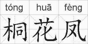 桐花凤的拼音