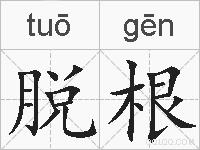 脱根的拼音