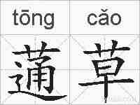 蓪草的拼音