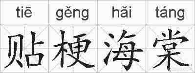 贴梗海棠的拼音