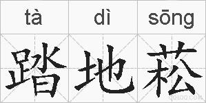 踏地菘的拼音