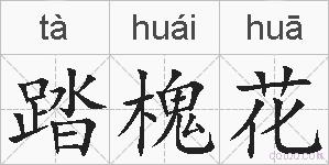 踏槐花的拼音