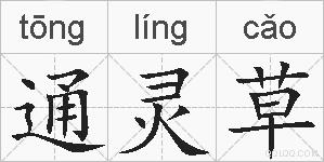 通灵草的拼音
