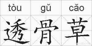 透骨草的拼音