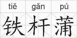 铁杆蒲的拼音