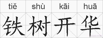 铁树开华的拼音