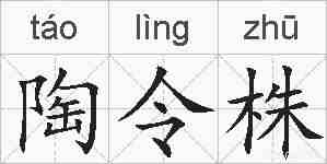 陶令株的拼音