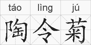 陶令菊的拼音