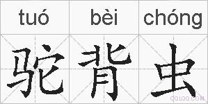驼背虫的拼音