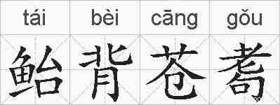 鲐背苍耈的拼音