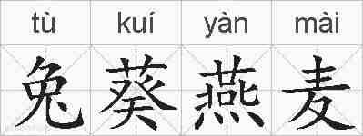 兔葵燕麦的拼音