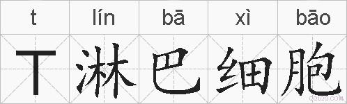T淋巴细胞的拼音