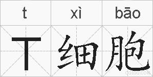 T细胞的拼音