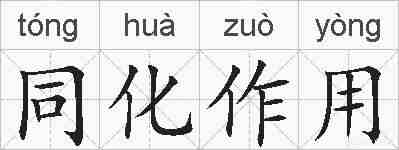 同化作用的拼音
