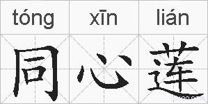 同心莲的拼音