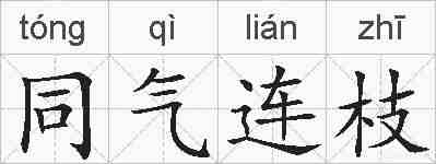 同气连枝的拼音