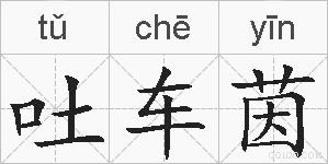 吐车茵的拼音