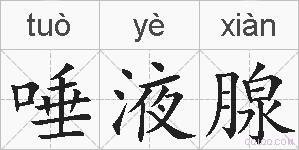 唾液腺的拼音