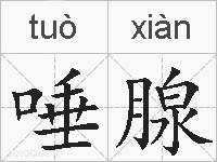唾腺的拼音