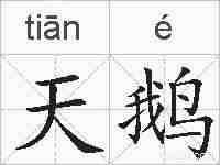 天鹅的拼音