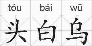 头白乌的拼音