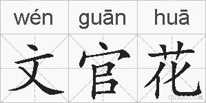 文官花的拼音