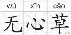 无心草的拼音