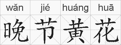 晚节黄花的拼音