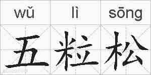 五粒松的拼音