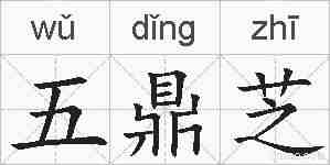 五鼎芝的拼音