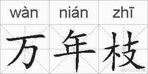 万年枝的拼音